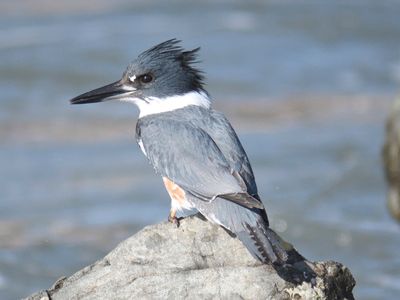 belted kingfisher BRD0171.JPG