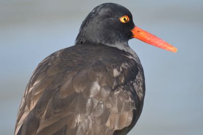 black oystercatcher BRD0175.JPG