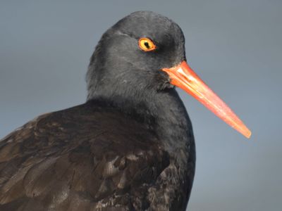 black oystercatcher BRD0176.JPG