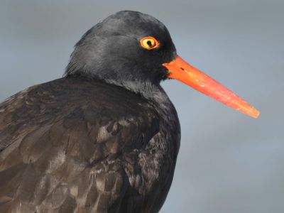 black oystercatcher BRD0177.JPG