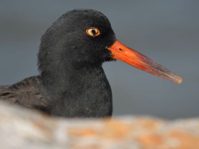 black oystercatcher BRD0185.JPG