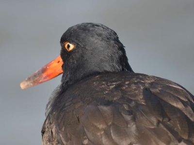 black oystercatcher BRD0197.JPG