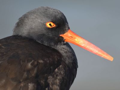 black oystercatcher BRD0198.JPG