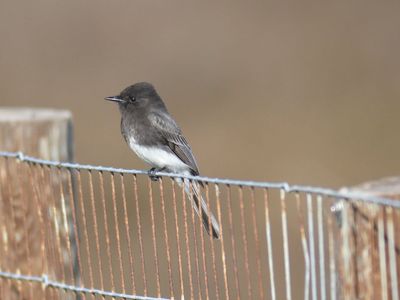 black phoebe BRD9874.JPG