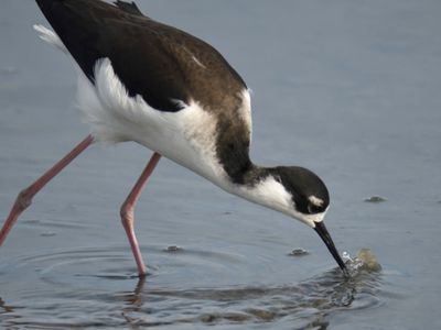 black-necked stilt BRD0255.JPG