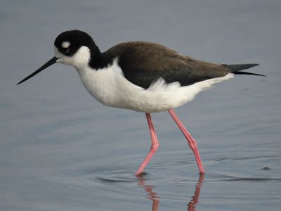 black-necked stilt BRD0262.JPG