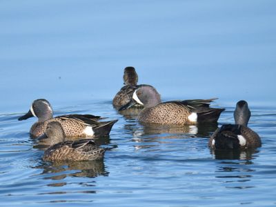 blue-winged teal BRD9784.JPG