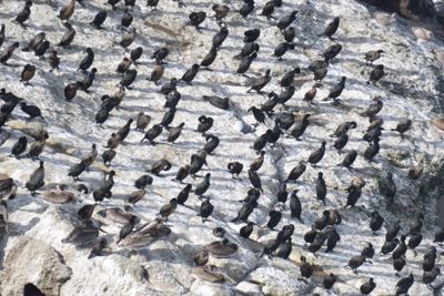 brandt's cormorant BRD9597.JPG