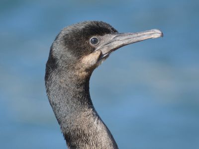 brandt's cormorant BRD9651.JPG