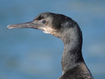 brandt's cormorant BRD9652.JPG