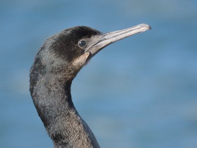 brandt's cormorant BRD9654.JPG