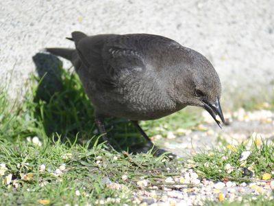 brewer's blackbird BRD9996.JPG