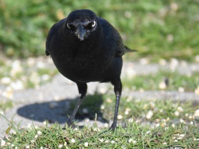 brewer's blackbird BRD9997.JPG