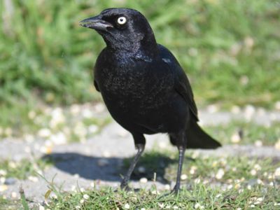 brewer's blackbird BRD9998.JPG