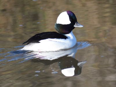 bufflehead BRD9740.JPG