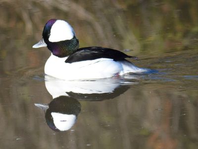 bufflehead BRD9748.JPG