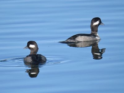 bufflehead BRD9845.JPG