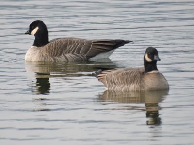 cackling goose BRD9456.JPG