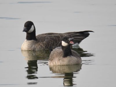 cackling goose BRD9457.JPG