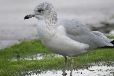 california gull BRD9686.JPG