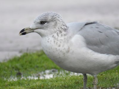 california gull BRD9687.JPG