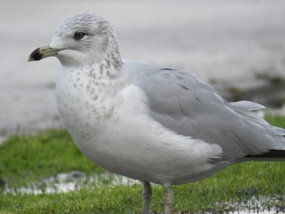 california gull BRD9688.JPG