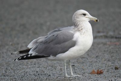 california gull BRD9696.JPG