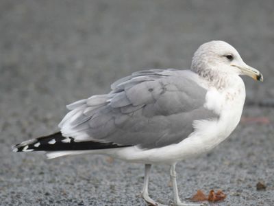 california gull BRD9700.JPG