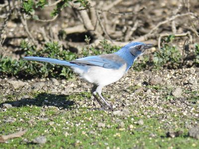 california jay BRD9924.JPG