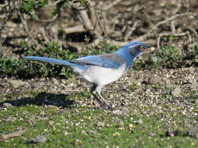 california jay BRD9924_01.JPG