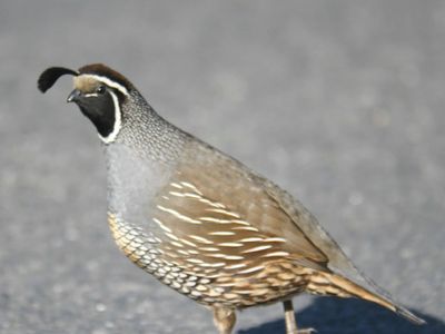 california quail BRD9910.JPG