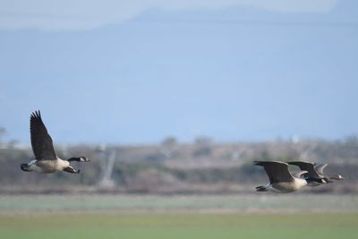 canada goose BRD0116.JPG