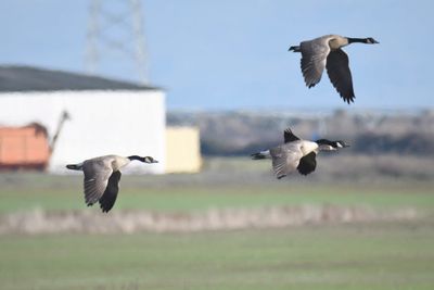 canada goose BRD0117.JPG