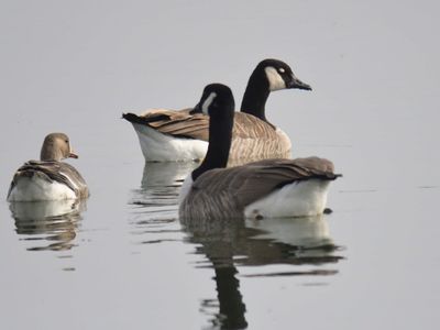 canada goose BRD9428.JPG