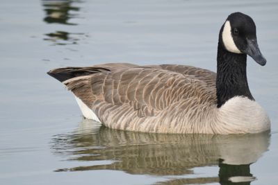 canada goose BRD9463.JPG