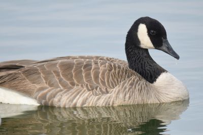canada goose BRD9468.JPG
