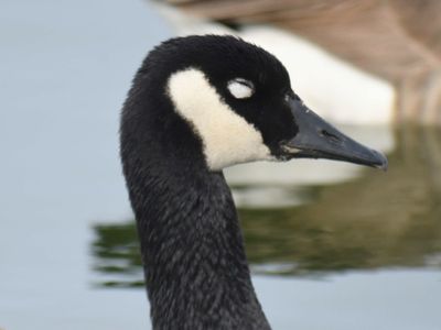 canada goose BRD9473.JPG