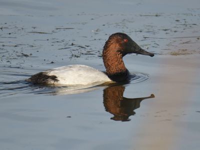 canvasback BRD0104.JPG