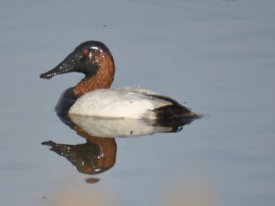 canvasback BRD0112.JPG