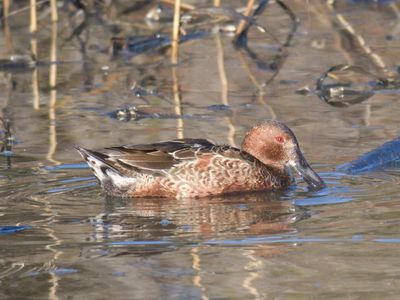 cinnamon teal BRD9722.JPG