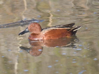 cinnamon teal BRD9732.JPG