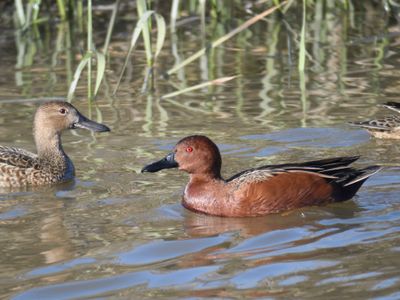 cinnamon teal BRD9851.JPG