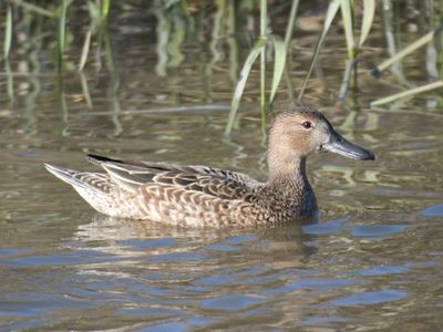 cinnamon teal BRD9852.JPG
