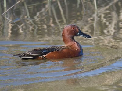 cinnamon teal BRD9856.JPG