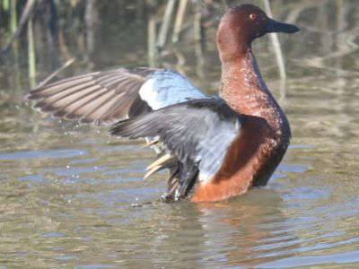 cinnamon teal BRD9857.JPG