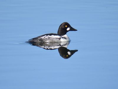 common goldeneye BRD9804.JPG