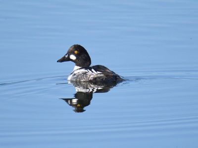 common goldeneye BRD9805.JPG