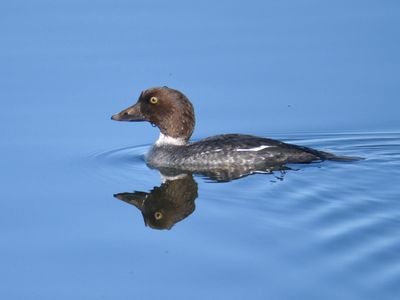 common goldeneye BRD9815.JPG