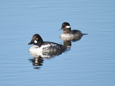 common goldeneye BRD9819.JPG