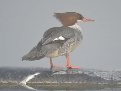 common merganser BRD0070.JPG